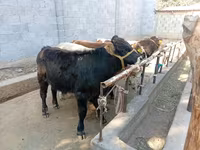 Bulle, Swiss cattle — Foto 1