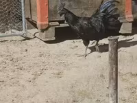 Ayam Cemani — Foto 2