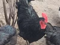 Australorp — photo 1