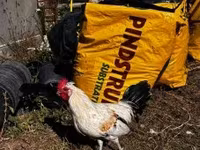 Japanisches Bantam — Foto 4