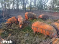 Verro, Мангалица — foto 7