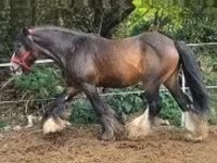 घोड़ा, Gypsy horse — फ़ोटो 2