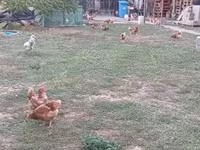 Chickens — Foto 3