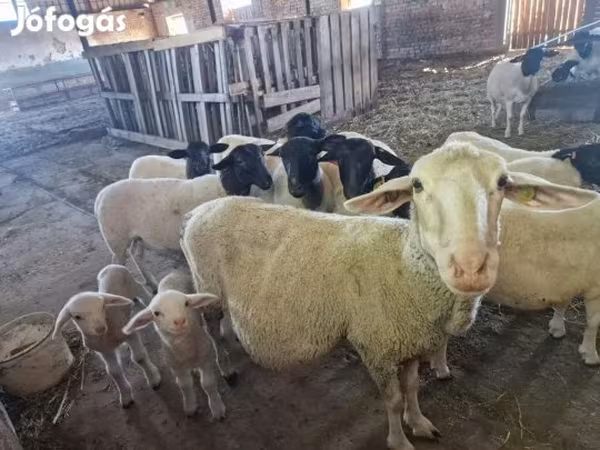 भेड़, Merino sheep — हंगरी