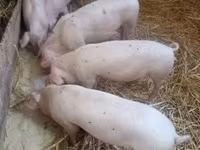 母猪, Pigs — 照片 2