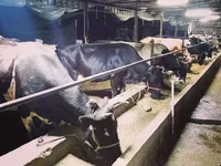 母牛, Cattle — 照片 2