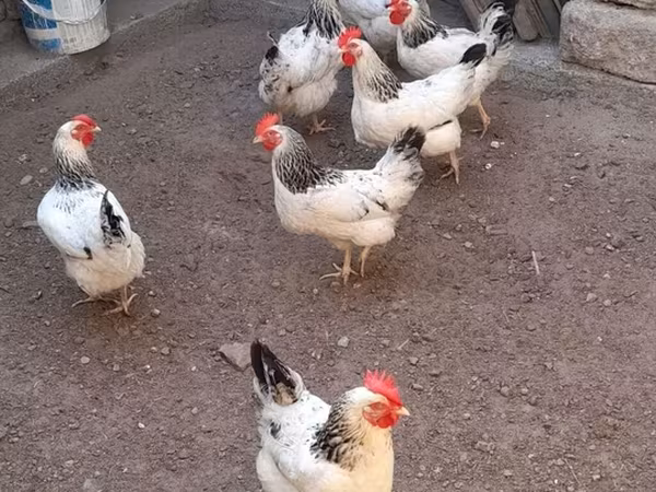 Лакенфельдер