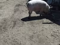 नर सूअर — फ़ोटो 3
