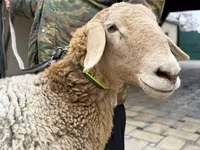 Owca, Arashan sheep — zdjęcie 4
