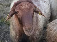 Kos, Blackheaded Persian sheep — 1. fotó