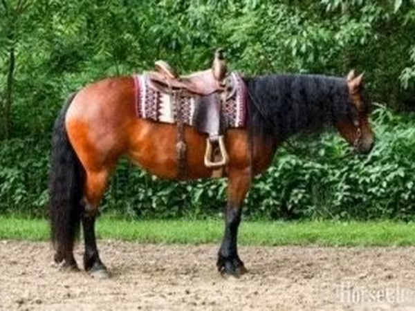 Kanca, Friesian