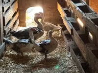 Ducks — zdjęcie 3