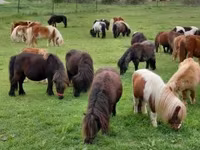 Caballo, Shetland Pony — foto 7