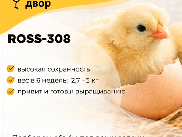 روس 308