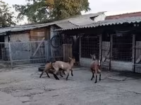 公山羊, Goats — 照片 3