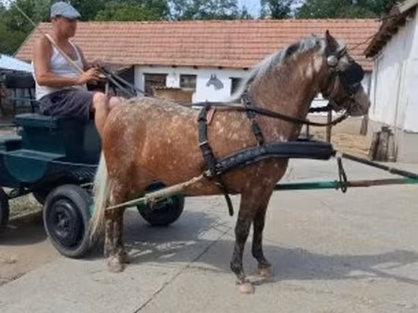 Kanca, Berber horse — Magyarország
