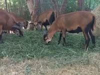 Kos, Cameroon sheep — 3. fotó