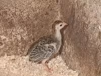 Guinea fowl — photo 2