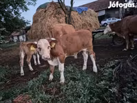 ثور, Simmental cattle — الصورة 4