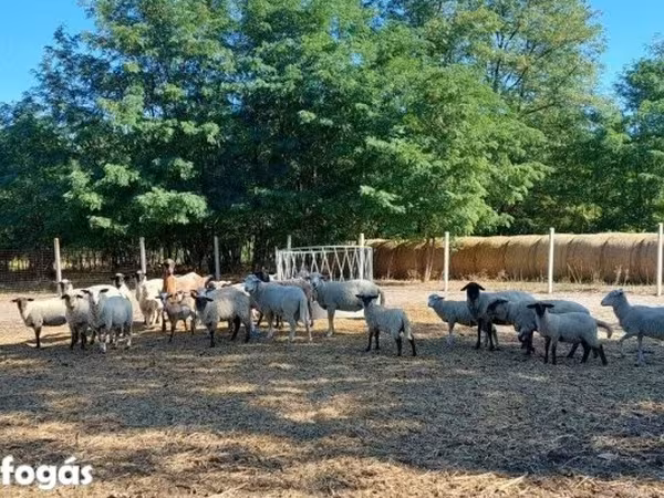 Ram, Sheep — Hungary