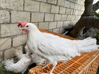 Leghorn — 2. fotó