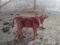 Tehén, Red Estonian cattle — 3. fotó