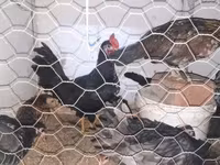 Chickens — photo 3