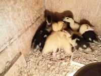 Ducks — photo 1