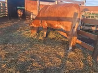 Cow, Simmental cattle — photo 2