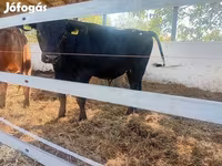 Toro, Vaca Limousin — foto 4