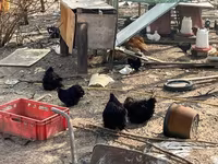 Пекин Бантам — 4-сурет
