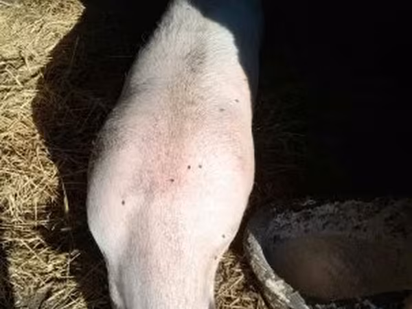 Boar, Pigs