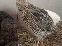 Quails — الصورة 2