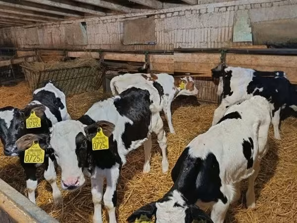 Byk, Russian Black pied cattle
