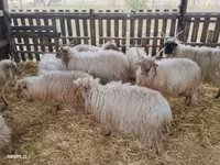 公羊, Racka sheep — 照片 4