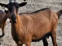 母山羊, Alpine goat — 照片 2