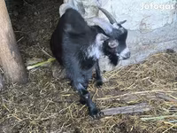 Bode, Cabras — foto 2