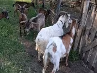 बकरा, Alpine goat — फ़ोटो 2