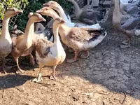 Geese — 照片 4