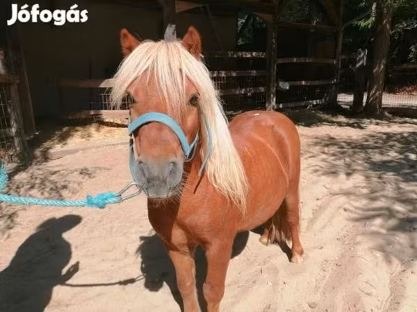 Hing, Shetland Pony — Magyarország