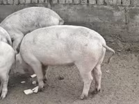 Süldőanya, Крупная белая — 3. fotó