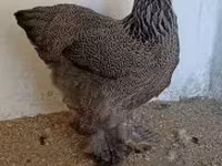Brahma — photo 2