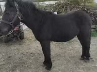 Caballo, Caballos — foto 2