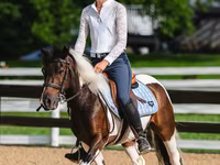 Hing, Pinto horses — 7. fotó