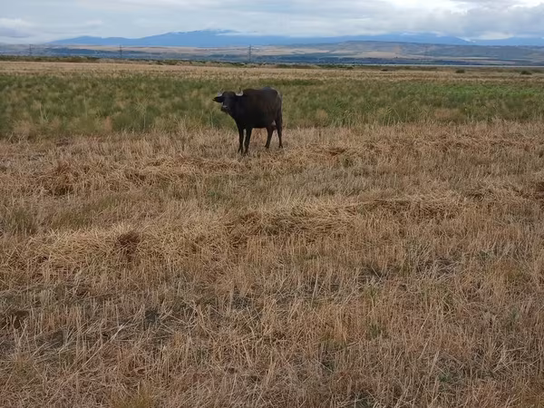 Cow, African Buffalo
