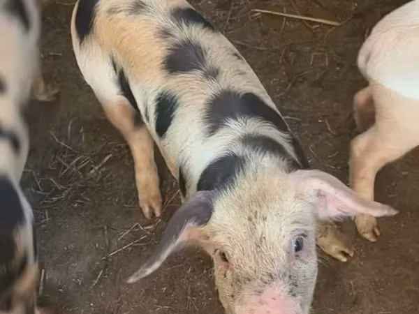 Pigs (batch, sex not specified), Pigs