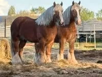 Horse (M), Belgian Draught — photo 3