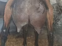 Bak, Alpine goat — 4. fotó