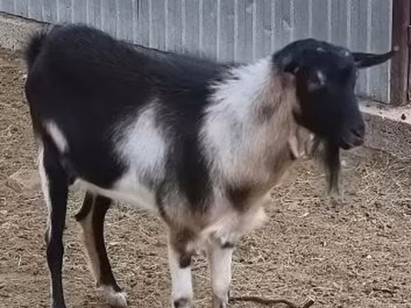 Kozel, Kozy — Maďarsko