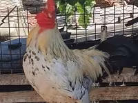 Chickens — 1-сурет